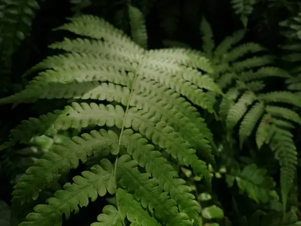 Vackra Ormbunkar Lämnar Gröna Blad Naturlig Blomormbunke Bakgrund Solljus Vackra — Stockfoto