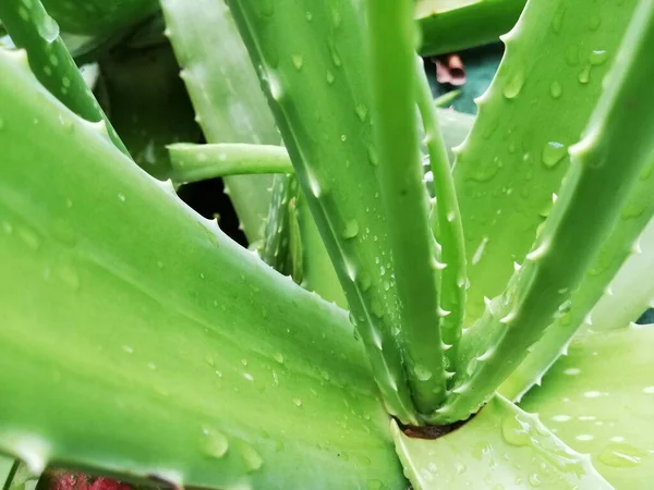 Aloe Növény Aloe Vera Egy Trópusi Zöld Növény Amely Tolerálja — Stock Fotó