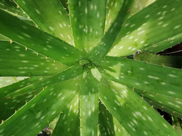 Planta Aloés Aloe Vera Uma Planta Verde Tropical Que Tolera — Fotografia de Stock