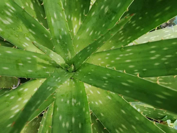 Aloe Vera Una Pianta Verde Tropicale Che Tollera Caldo Primo — Foto Stock