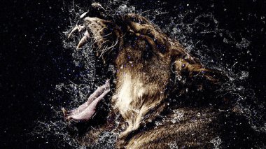 An angry lioness, on a black background with blue highlights, and splashes of water.