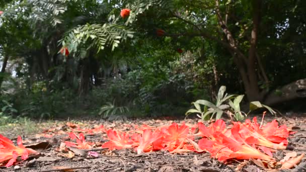 Fleurs Rouges Couchées Sur Sol Forestier Printemps Dans Une Forêt — Video
