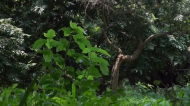 Bir orman zemininin manzarası, güçlü kanat hareket eden orman bitkileri ve yaprakları, Howrah, Batı Bengal, Hindistan 'daki doğa stok görüntüleri.