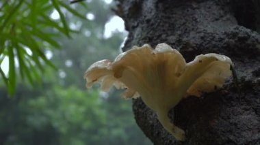 Ormandaki çoklu gözenekli mantarların üzerine düşen yağmur damlaları. Aşağıdan çekilen 4K video doğal yeşil arkaplanlı.