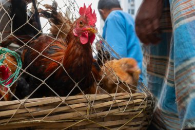 Kolkata, Batı Bengal, Hindistan - 16 Aralık 2018: Horozlar, yetişkin erkek tavuklar (Gallus gallus domesticus) kafese konuldu, yola konuldu ve Territy Bazar, Kolkata 'da satışa sunuldu.