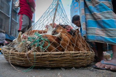 Kolkata, Batı Bengal, Hindistan - 16 Aralık 2018: Horozlar, yetişkin erkek tavuklar (Gallus gallus domesticus) kafese konuldu, yola konuldu ve Territy Bazar, Kolkata 'da satışa sunuldu.