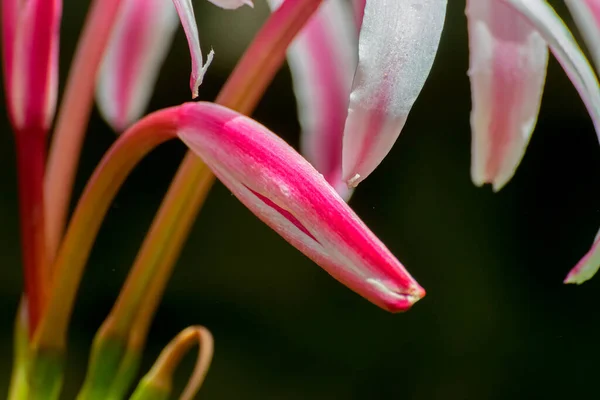 Flor Lirio Blanco Sus Pétalos Howrah Bengala Occidental India —  Fotos de Stock