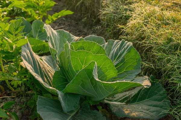 Cabbage or headed cabbage is a leafy green, biennial plant grown as an annual vegetable crop for its dense-leaved heads. It is a popular agricultural product in rural west bengal, India
