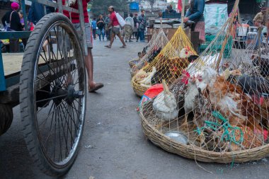 Kolkata, Batı Bengal, Hindistan - 16 Aralık 2018: Horozlar, yetişkin erkek tavuklar (Gallus gallus domesticus) kafese konuldu, yola konuldu ve Territy Bazar, Kolkata 'da satışa sunuldu.