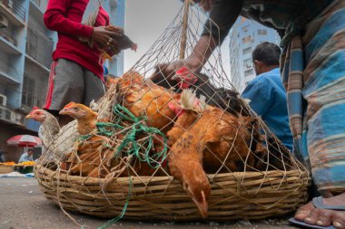 Kolkata, Batı Bengal, Hindistan - 16 Aralık 2018: Horozlar, yetişkin erkek tavuklar (Gallus gallus domesticus) kafese konuyor, yola koyuluyor ve Territy Bazar, Kolkata 'da müşterilere satılıyor..