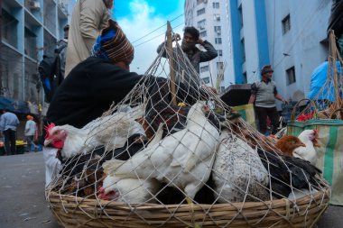 Kolkata, Batı Bengal, Hindistan - 16 Aralık 2018: Horozlar, yetişkin erkek tavuklar (Gallus gallus domesticus) kafese konuldu, yola konuldu ve Territy Bazar, Kolkata 'da satışa sunuldu.