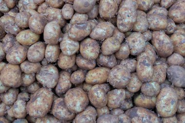 Patatesin en üst görüntüsü. Patates bir bitki kökü, Solanum tuberosum bitkisinin nişastalı bir tübü. Territy Bazar, Kolkata, Batı Bengal, Hindistan 'daki bir markette satılık sebzeler..