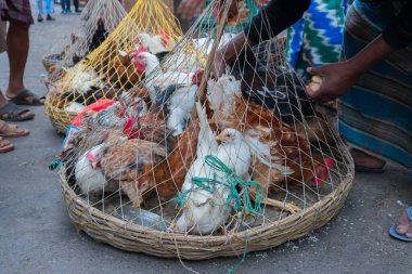 Kolkata, Batı Bengal, Hindistan - 16 Aralık 2018: Horozlar, yetişkin erkek tavuklar (Gallus gallus domesticus) kafese konuldu, yola konuldu ve Territy Bazar, Kolkata 'da satışa sunuldu.