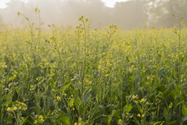 Kış sabahı - hardal bitkisi tarlası - sarı renkli tarım tarlası. Kırsal Hindistan sahnesi.