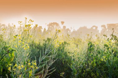 Kış sabahı - hardal bitkisi tarlası - sarı renkli tarım tarlası. Kırsal Hindistan sahnesi.
