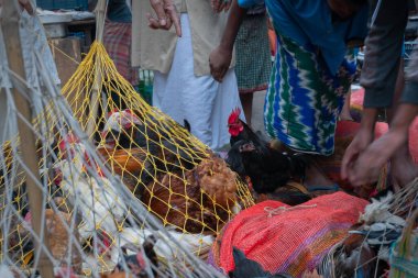 Kolkata, Batı Bengal, Hindistan - 16 Aralık 2018: Horozlar, yetişkin erkek tavuklar (Gallus gallus domesticus) kafese konuyor, yola koyuluyor ve Territy Bazar, Kolkata 'da müşterilere satılıyor..