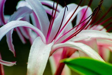 Beyaz zambak çiçeği ve yaprakları, Howrah, Batı Bengal, Hindistan