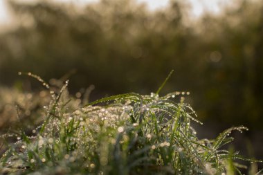 Çimlerdeki çiy taneleri, fotokopi alanı ile doğal stok görüntüsü - kış mevsimi. Kolkata, Hindistan