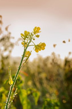 Kış sabahı - hardal bitkilerinin üzerine çiy damlaları düşer ve arka planda güneş doğar.