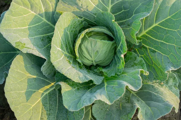 Col Repollo Con Cabeza Verde Frondoso Una Planta Cultivada Como — Foto de Stock