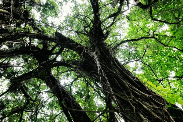 Uma Bela Árvore Grande Com Folhas Verdes Ramos Escuros Imagem — Fotografia de Stock