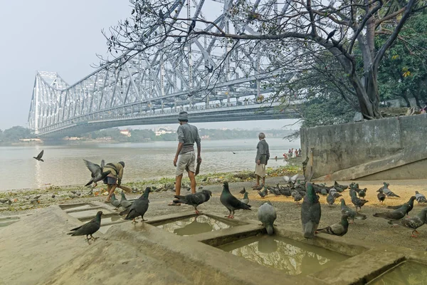Kolkata Bengal India Occidentale Febbraio Piccioni Che Fanno Bagno Bevono — Foto Stock