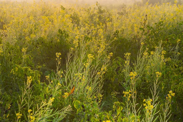 Mattina Invernale Campo Piante Senape Campo Agricolo Giallo Scena Rurale — Foto Stock