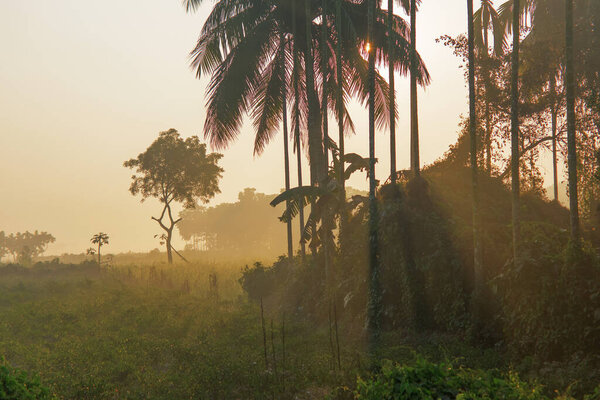 Sun rises in the background, sunrays falling over a green agriculture field. Rural Indian scene. Nature stock image.