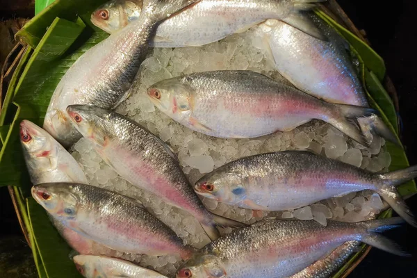 Ilish Fish Tenualosa Ilisha Hilsa Fish Pescado Muy Popular Codiciado — Foto de Stock