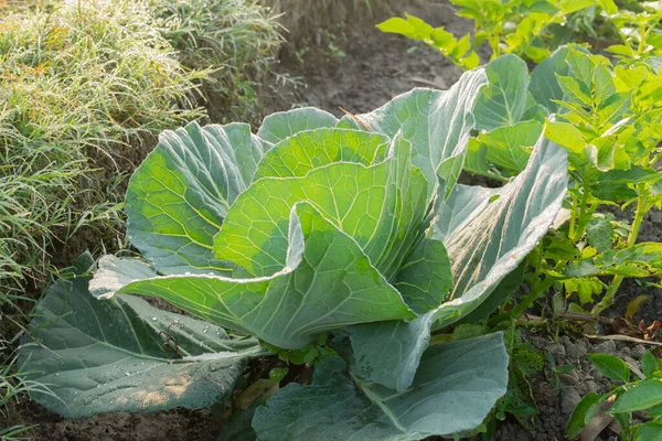 Col Repollo Con Cabeza Una Planta Verde Frondosa Bienal Cultivada — Foto de Stock