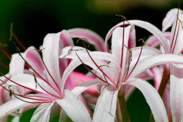 Flor Lírio Branco São Pétalas Howrah Bengala Ocidental Índia — Fotografia de Stock