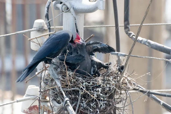 Σπίτι Κοράκι Corvus Splendens Σίτιση Του Μωρού Και Των Νεαρών — Φωτογραφία Αρχείου