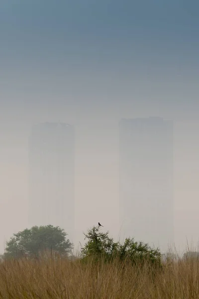 Vintermorgon Dimma Över Ett Grönt Jordbruk Fält Med Höghus Bakgrunden — Stockfoto