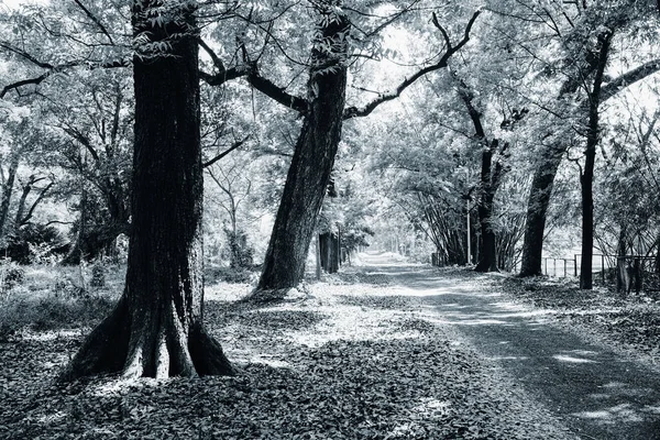 Schwarz Weiß Bild Von Bäumen Indische Natur Archivbild — Stockfoto