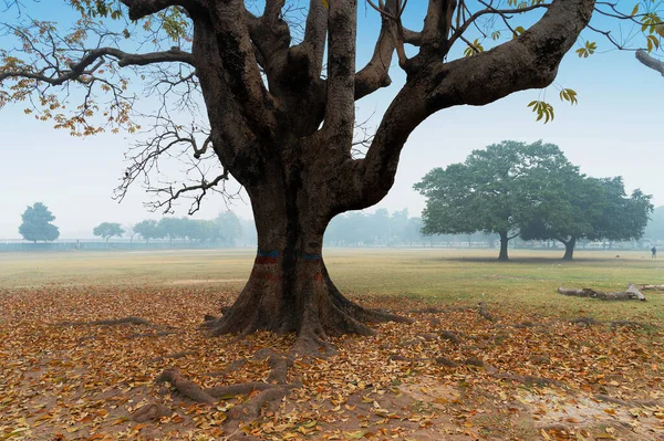 Uma Única Árvore Grande Kolkata Maidan Tiro Manhã Inverno Bengala — Fotografia de Stock