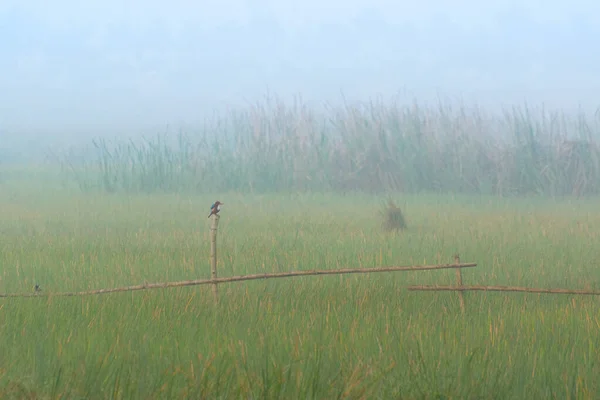 在加尔各答 冬天的早晨 雾气笼罩着一片绿色的田野 雾蒙蒙的风景 淡淡的色彩令人毛骨悚然 — 图库照片