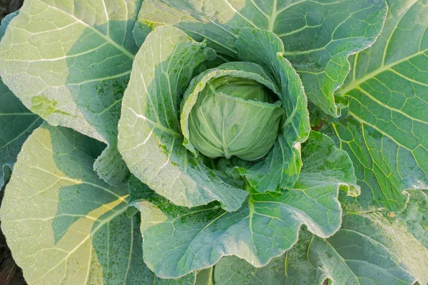 Cabbage Headed Cabbage Leafy Green Biennial Plant Grown Annual Vegetable — Stock Photo, Image