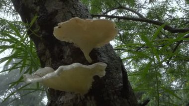 Yağmur damlaları ormandaki iki gözenekli mantarın üzerine düşüyor. Aşağıdan çekilen 4K video doğal yeşil arkaplanlı.