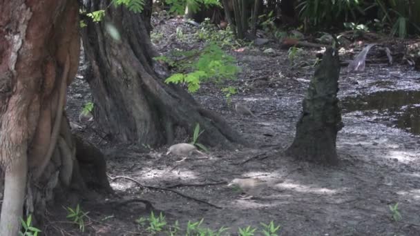 Dschungel Plappervögel Argya Striata Suchen Und Fressen Nahrung Vom Waldboden — Stockvideo