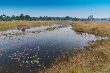 Güzel nilüferler bir gölette yüzüyor, Nymphaeaceae çiçekli bitkiler, Hindistan kırsalında. Görüntü: Purulia, Batı Bengal, Hindistan .