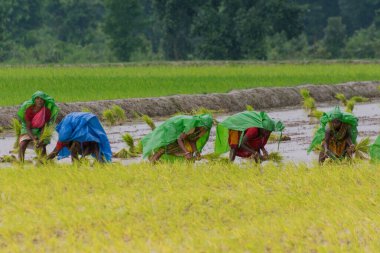PURULIA, Batı BENGAL / INDIA - 14. AĞUSTOS 2017: Hintli kırsal kadınlar muson yağmurları altında sarı çeltik (pirinç) tohumlarını yağmur altında toplamakla meşguller. Şimdi çeltik yetiştirme zamanı..