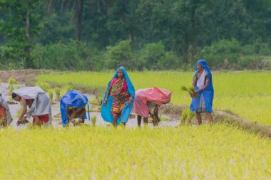 PURULIA, Batı BENGAL / INDIA - 14. AĞUSTOS 2017: Hintli kırsal kadınlar muson yağmurları altında sarı çeltik (pirinç) tohumlarını yağmur altında toplamakla meşguller. Şimdi çeltik yetiştirme zamanı..
