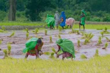 PURULIA, Batı BENGAL / INDIA - 14. AĞUSTOS 2017: Hintli kırsal kadınlar muson yağmurları altında sarı çeltik (pirinç) tohumlarını yağmur altında toplamakla meşguller. Şimdi çeltik yetiştirme zamanı..