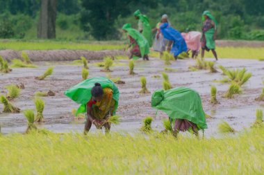 PURULIA, Batı BENGAL / INDIA - 14. AĞUSTOS 2017: Hintli kırsal kadınlar muson yağmurları altında sarı çeltik (pirinç) tohumlarını yağmur altında toplamakla meşguller. Şimdi çeltik yetiştirme zamanı..