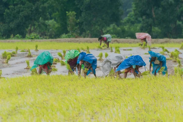 Purulia Bengal Occidental India Agosto 2017 Las Mujeres Rurales Indias — Foto de Stock
