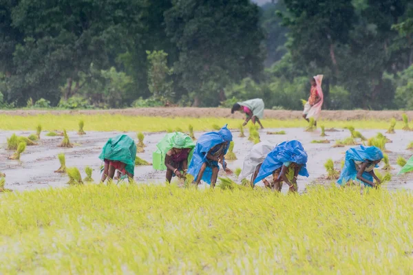 Purulia Bengal Occidental India Agosto 2017 Las Mujeres Rurales Indias — Foto de Stock