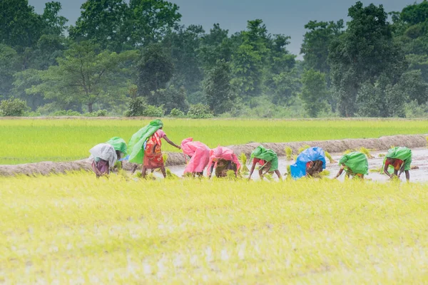 Индийские Сельские Женщины Заняты Сбором Семян Риса Жёлтом Поле Дождём — стоковое фото