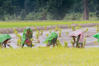 PURULIA, Batı BENGAL / INDIA - 14. AĞUSTOS 2017: Hintli kırsal kadınlar muson yağmurları altında sarı çeltik (pirinç) tohumlarını yağmur altında toplamakla meşguller. Şimdi çeltik yetiştirme zamanı..
