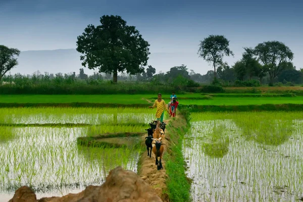 Purulia Bengala Occidental India Agosto 2017 Niños Rurales Regresan Casa — Foto de Stock