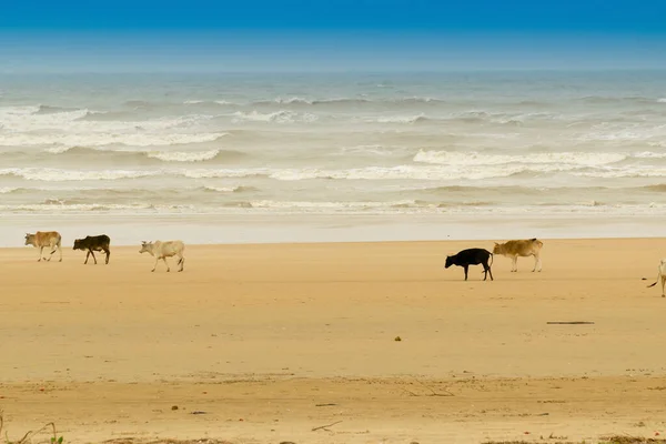 Praia Mar Tajpur Baía Bengala Índia Vista Vacas Vagando Areia — Fotografia de Stock